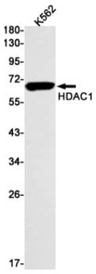 Western Blot: HDAC1 Antibody (S09-7G9) [NBP3-19652]