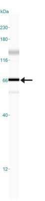 Simple Western: HDAC1 Antibody [NB100-56340]