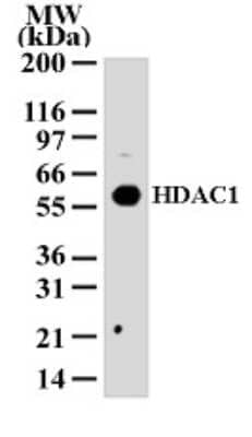 Western Blot: HDAC1 Antibody [NB100-56340]