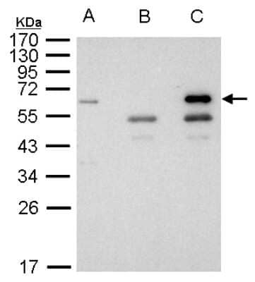 Western Blot: HDAC1 Antibody [NBP1-31294]