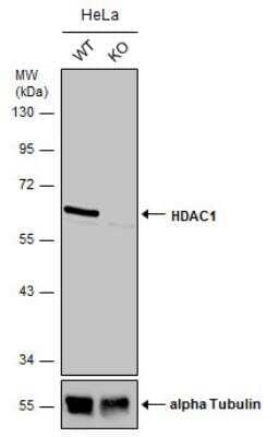 Knockout Validated: HDAC1 Antibody [NBP1-31294]