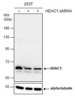 Western Blot: HDAC1 Antibody [NBP1-31294]