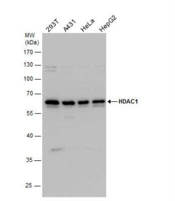 Western Blot: HDAC1 Antibody [NBP1-31294]