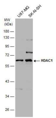 Western Blot: HDAC1 Antibody [NBP1-31294]