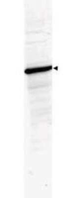 Western Blot: HDAC1 Antibody [NBP1-78101]