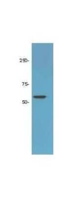 Western Blot: HDAC1 Antibody [NBP1-78101]