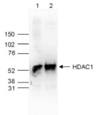 Western Blot: HDAC1 Antibody [NBP2-54621]