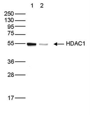 Western Blot: HDAC1 Antibody [NBP2-54621]