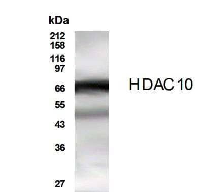 Western Blot: HDAC10 AntibodyBSA Free [NB600-223]