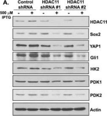 Knockdown Validated: HDAC11 Antibody [NBP2-16789]