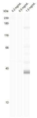 Simple Western: HDAC11 Antibody [NB100-56382]