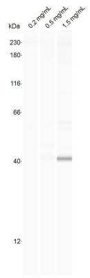 Simple Western: HDAC11 Antibody [NBP2-16789]