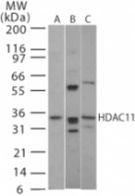 Western Blot: HDAC11 Antibody [NB100-56382]