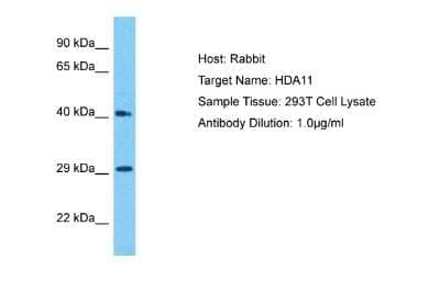 Western Blot: HDAC11 Antibody [NBP2-82247]