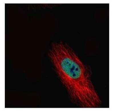 Immunocytochemistry/ Immunofluorescence: Histone Deacetylase 2/HDAC2 Antibody [NBP2-16790]