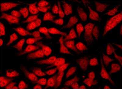 Immunocytochemistry/ Immunofluorescence: HDAC3 Antibody - BSA Free [NB500-126]