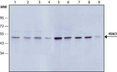 Western Blot: HDAC3 AntibodyBSA Free [NB500-126]