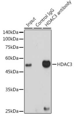 Immunoprecipitation: HDAC3 Antibody (1M1O7) [NBP3-15760]