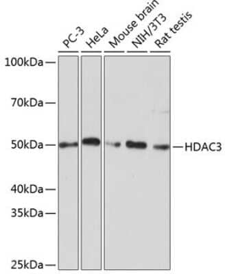 Western Blot: HDAC3 Antibody (1M1O7) [NBP3-15760]