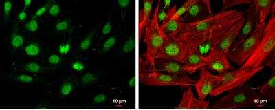 Immunocytochemistry/ Immunofluorescence: HDAC3 Antibody [NBP1-31196]