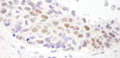 Immunohistochemistry-Paraffin: HDAC3 Antibody [NB100-79798]