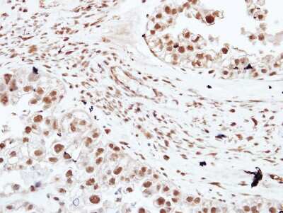 Immunohistochemistry-Paraffin: HDAC3 Antibody [NBP2-16791]