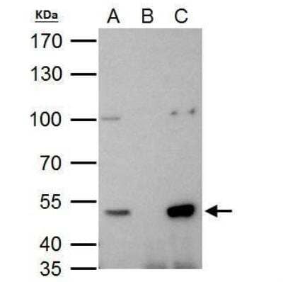 Immunoprecipitation: HDAC3 Antibody [NBP2-16791]