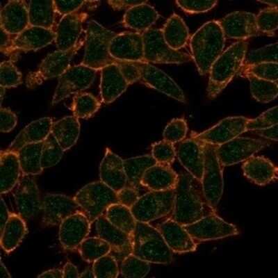 Immunocytochemistry/ Immunofluorescence: HDAC3 Antibody (PCRP-HDAC3-2D4) [NBP3-13809]