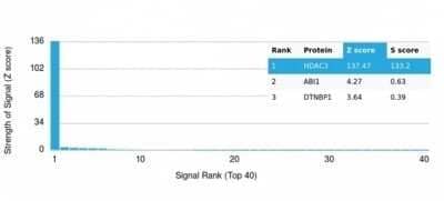 Protein Array: HDAC3 Antibody (PCRP-HDAC3-3C9) - Azide and BSA Free [NBP3-14061]