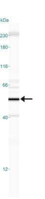 Simple Western: HDAC3 Antibody [NB100-1669]