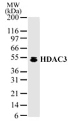 Western Blot: HDAC3 Antibody [NB100-1669]