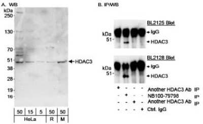 Western Blot: HDAC3 Antibody [NB100-79798]