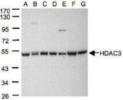 Western Blot: HDAC3 Antibody [NBP1-31196]