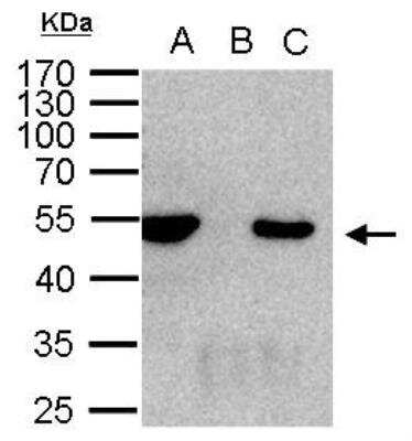 Western Blot: HDAC3 Antibody [NBP1-31196]