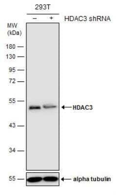 Western Blot: HDAC3 Antibody [NBP1-31196]