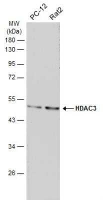 Western Blot: HDAC3 Antibody [NBP1-31196]
