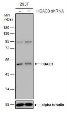 Western Blot: HDAC3 Antibody [NBP2-16791]