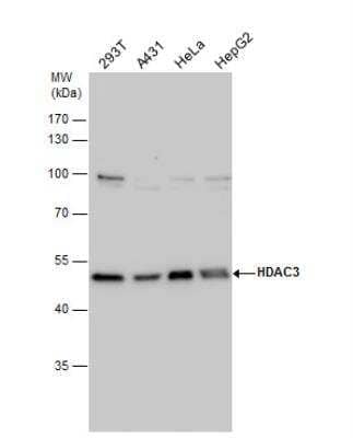 Western Blot: HDAC3 Antibody [NBP2-16791]