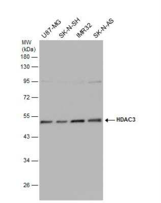 Western Blot: HDAC3 Antibody [NBP2-16791]