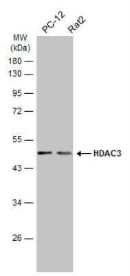 Western Blot: HDAC3 Antibody [NBP2-16791]