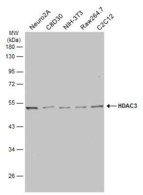 Western Blot: HDAC3 Antibody [NBP2-16791]