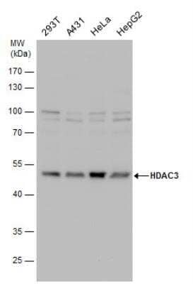 Western Blot: HDAC3 Antibody [NBP2-16791]