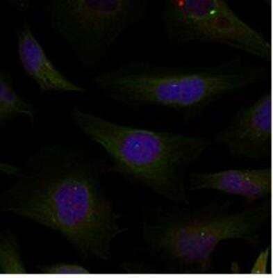 Immunocytochemistry/ Immunofluorescence: HDAC4+5+9 Antibody [NBP1-04967]