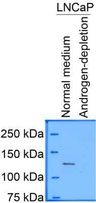 Western Blot: HDAC5 AntibodyBSA Free [NBP2-22152]