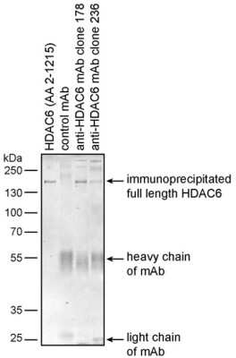 Immunoprecipitation: HDAC6 Antibody (236) [NBP3-05295]