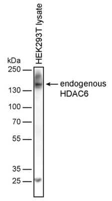 Western Blot: HDAC6 Antibody (236) [NBP3-05295]