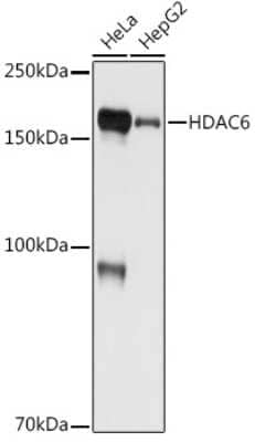 Western Blot: HDAC6 Antibody (9V1W2) [NBP3-16082]