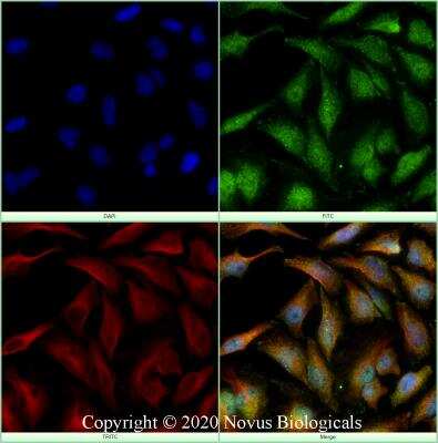 Immunocytochemistry/ Immunofluorescence: HDAC6 Antibody - BSA Free [NB100-56343]