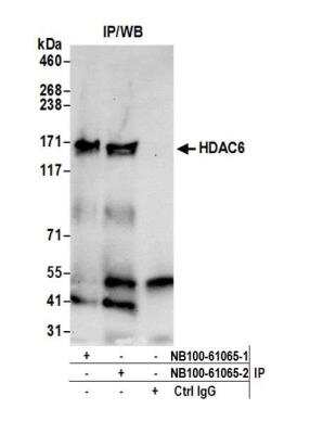 Immunoprecipitation: HDAC6 Antibody [NB100-61065]