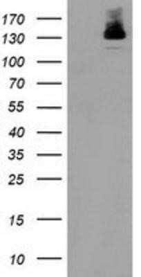 Western Blot: HDAC6 Antibody (OTI1B3)Azide and BSA Free [NBP2-71531]